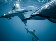 乐鱼体育官方-GA黄金甲登录入口——开启专属你的财富之门